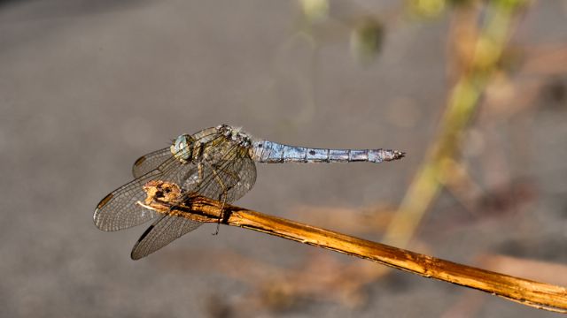 Orthetrum coerulescens, femmina